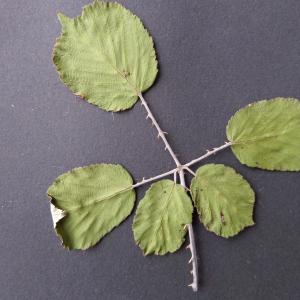 Photographie n°2455600 du taxon Rubus ulmifolius Schott [1818]