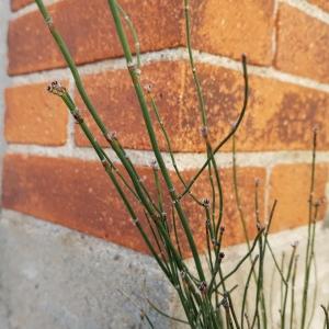 Photographie n°2455621 du taxon Equisetum ramosissimum Desf. [1799]