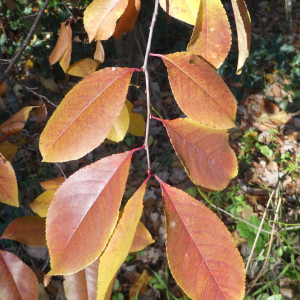 Photographie n°2455671 du taxon Prunus serotina Ehrh. [1784]