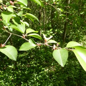 Photographie n°2455674 du taxon Prunus serotina Ehrh. [1784]