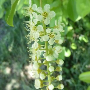 Photographie n°2455677 du taxon Prunus serotina Ehrh. [1784]