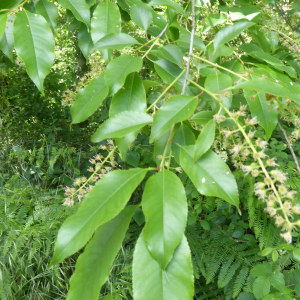 Photographie n°2455679 du taxon Prunus serotina Ehrh. [1784]