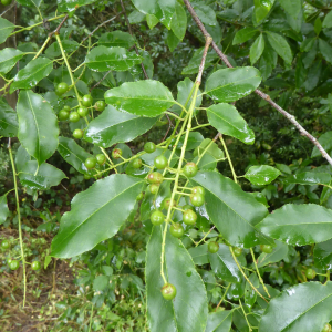 Photographie n°2455680 du taxon Prunus serotina Ehrh. [1784]