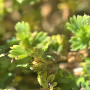 Photographie n°2455688 du taxon Veronica arvensis L. [1753]