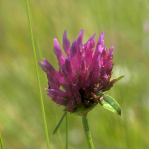 Photographie n°2455694 du taxon Trifolium pratense L. [1753]