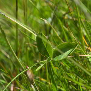 Photographie n°2455696 du taxon Trifolium pratense L. [1753]