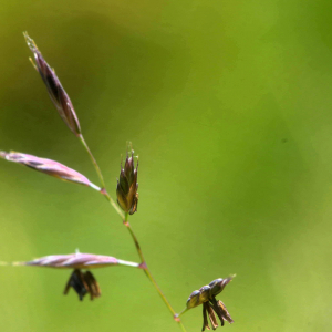 Photographie n°2455697 du taxon Agrostis capillaris L. [1753]