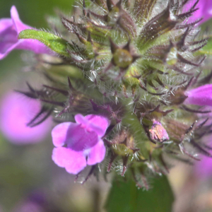 Photographie n°2455699 du taxon Clinopodium vulgare L.