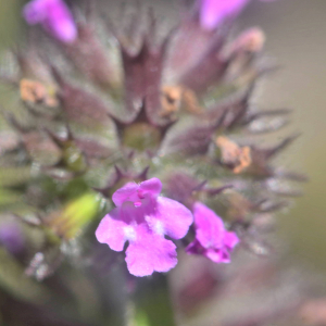 Photographie n°2455701 du taxon Clinopodium vulgare L.