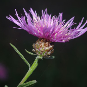 Photographie n°2455716 du taxon Centaurea jacea subsp. timbalii (Martrin-Donos) Braun-Blanq. [1952]