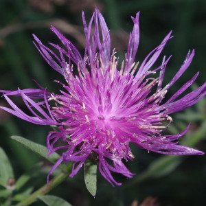 Photographie n°2455718 du taxon Centaurea jacea subsp. timbalii (Martrin-Donos) Braun-Blanq. [1952]