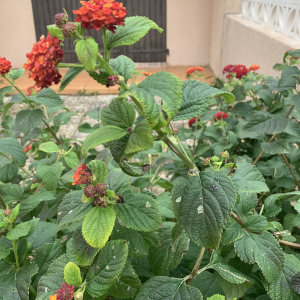 Photographie n°2455719 du taxon Lantana camara L. [1753]