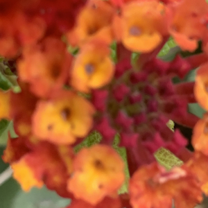 Photographie n°2455724 du taxon Lantana camara L. [1753]