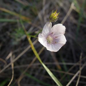 Photographie n°2455746 du taxon Linum tenuifolium L.