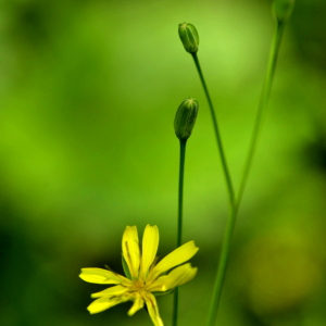 Photographie n°2455819 du taxon Crepis paludosa (L.) Moench [1794]