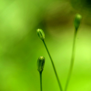 Photographie n°2455820 du taxon Crepis paludosa (L.) Moench [1794]