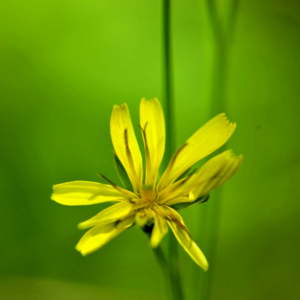 Photographie n°2455821 du taxon Crepis paludosa (L.) Moench [1794]