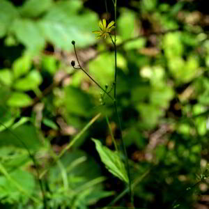 Photographie n°2455822 du taxon Crepis paludosa (L.) Moench [1794]