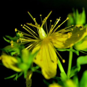 Photographie n°2455845 du taxon Hypericum tetrapterum Fr. [1823]