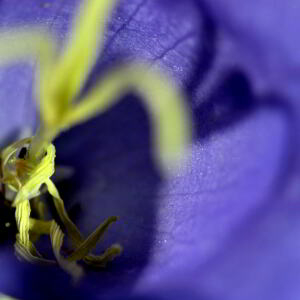 Photographie n°2455855 du taxon Campanula ficarioides Timb.-Lagr. [1862]