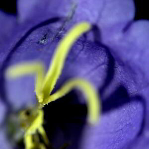 Photographie n°2455856 du taxon Campanula ficarioides Timb.-Lagr. [1862]