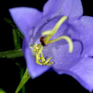 Photographie n°2455857 du taxon Campanula ficarioides Timb.-Lagr. [1862]