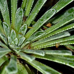 Photographie n°2455874 du taxon Saxifraga longifolia Lapeyr. [1801]