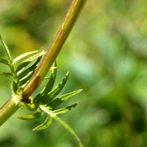 Photographie n°2455881 du taxon Valeriana tuberosa L. [1753]