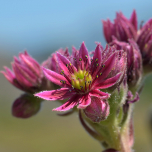 Photographie n°2455921 du taxon Sempervivum montanum L. [1753]