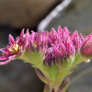 Photographie n°2455926 du taxon Sempervivum montanum L. [1753]