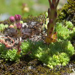 Photographie n°2455928 du taxon Sempervivum montanum L. [1753]