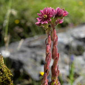 Photographie n°2455929 du taxon Sempervivum montanum L. [1753]