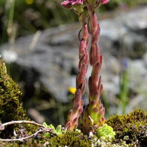 Photographie n°2455930 du taxon Sempervivum montanum L. [1753]