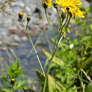 Photographie n°2455942 du taxon Crepis pyrenaica (L.) Greuter [1970]