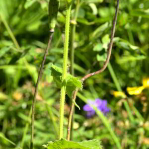 Photographie n°2455943 du taxon Crepis pyrenaica (L.) Greuter [1970]