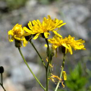 Photographie n°2455944 du taxon Crepis pyrenaica (L.) Greuter [1970]