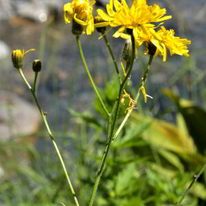 Photographie n°2455945 du taxon Crepis pyrenaica (L.) Greuter [1970]