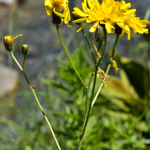 Photographie n°2455949 du taxon Crepis pyrenaica (L.) Greuter [1970]