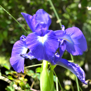 Photographie n°2455955 du taxon Iris latifolia (Mill.) Voss [1895]