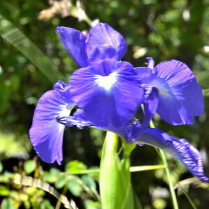 Photographie n°2455957 du taxon Iris latifolia (Mill.) Voss [1895]