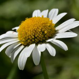 Photographie n°2455961 du taxon Leucanthemum vulgare Lam. [1779]