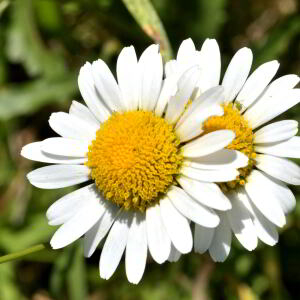 Photographie n°2455963 du taxon Leucanthemum vulgare Lam. [1779]