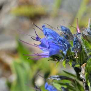 Photographie n°2455978 du taxon Echium vulgare L. [1753]