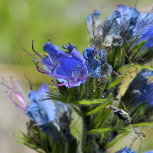 Photographie n°2455980 du taxon Echium vulgare L. [1753]