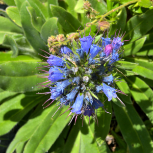 Photographie n°2455983 du taxon Echium vulgare L. [1753]