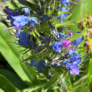 Photographie n°2455987 du taxon Echium vulgare L. [1753]