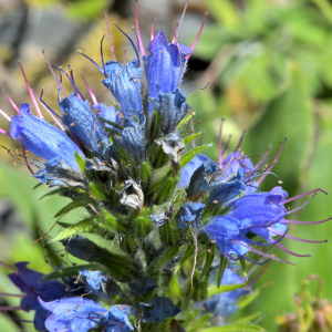 Photographie n°2455988 du taxon Echium vulgare L. [1753]