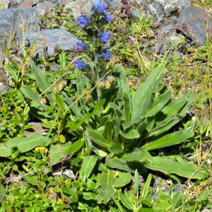 Photographie n°2455989 du taxon Echium vulgare L. [1753]