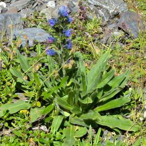 Photographie n°2455991 du taxon Echium vulgare L. [1753]