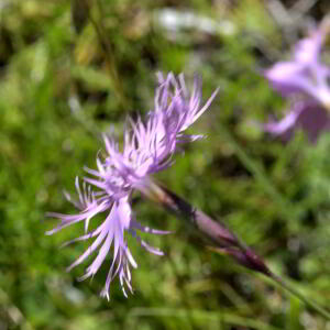 Photographie n°2455995 du taxon Dianthus hyssopifolius L. [1755]